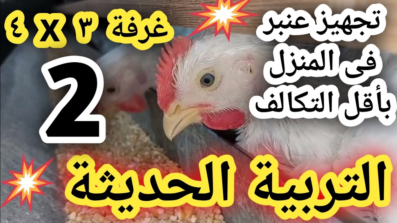 تجهيز عنبر فى المنزل باقل التكاليف وبالطريقة الحديثه #تربية الدواجن #بطاريات دواجن