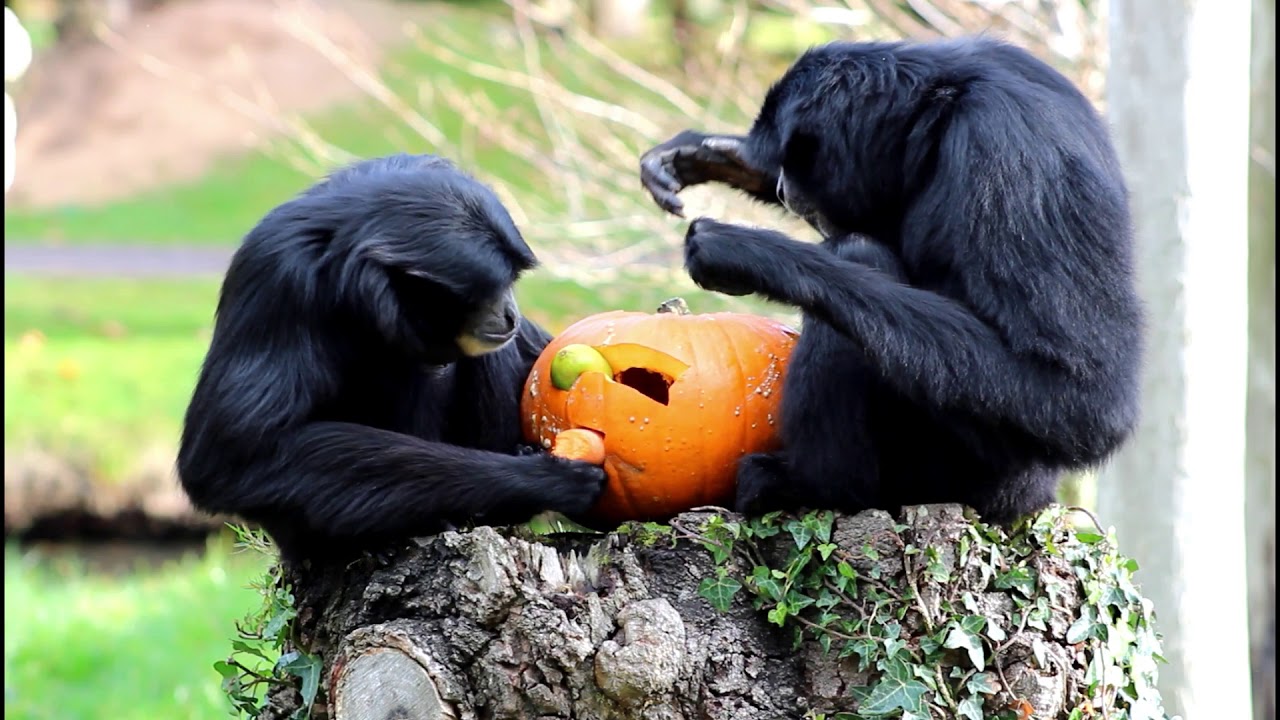 Siamang Gibbon Enrichment Feeding at Fota Wildlife Park
