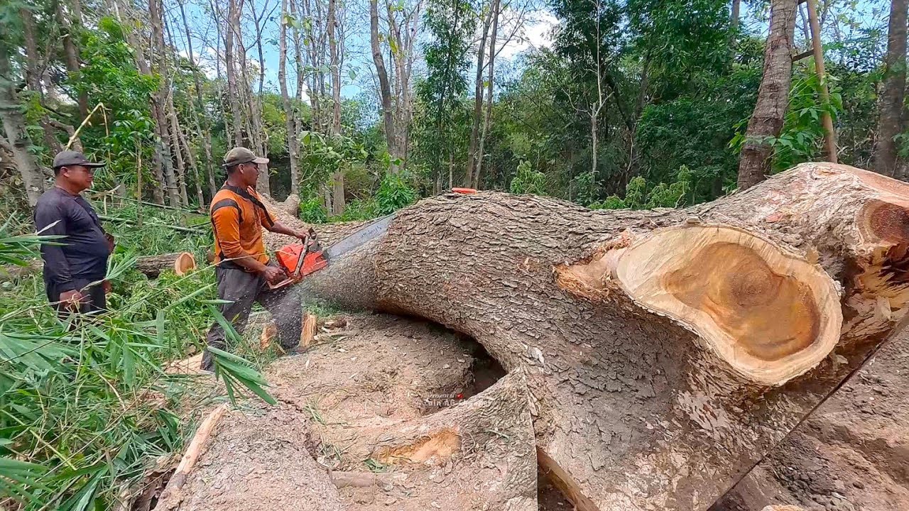 Chainsaw gets stuck when a tree is about to fall - husqvarna 395 xp
