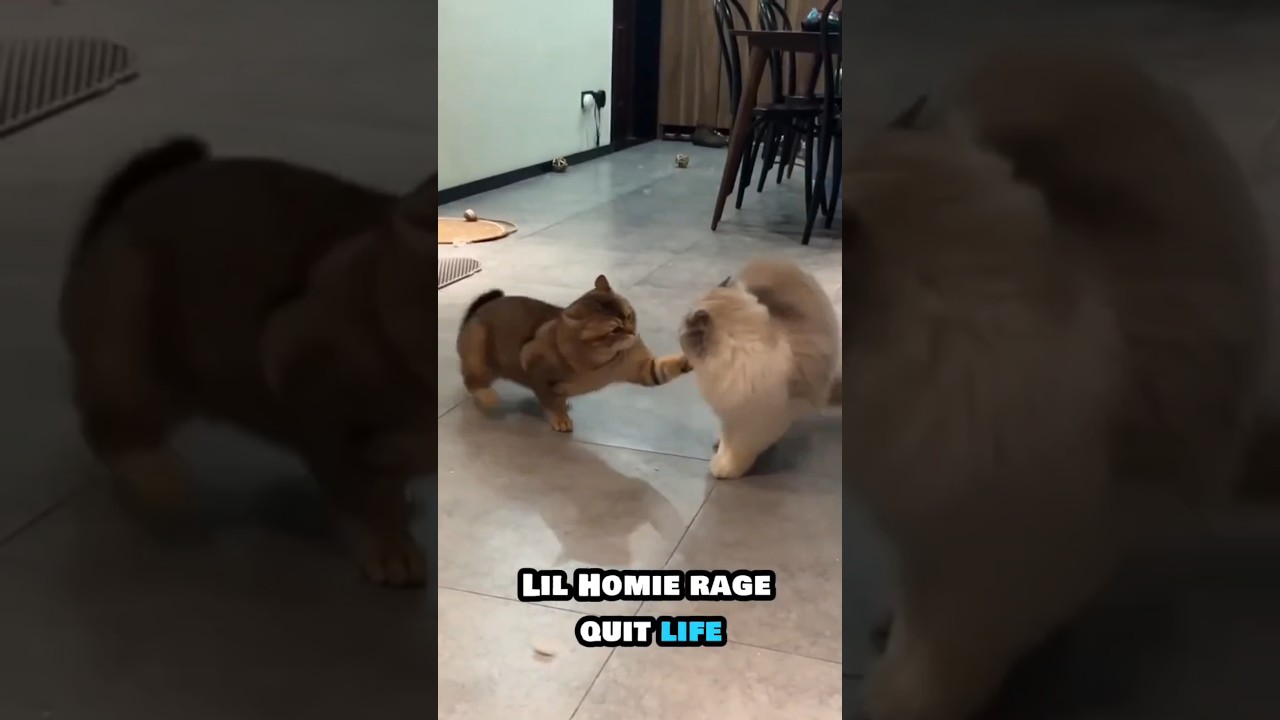PET CHAOS 😹🐶 | Funny Cat WWE & Dog Fails Compilation #Shorts&rdquo; #comedy