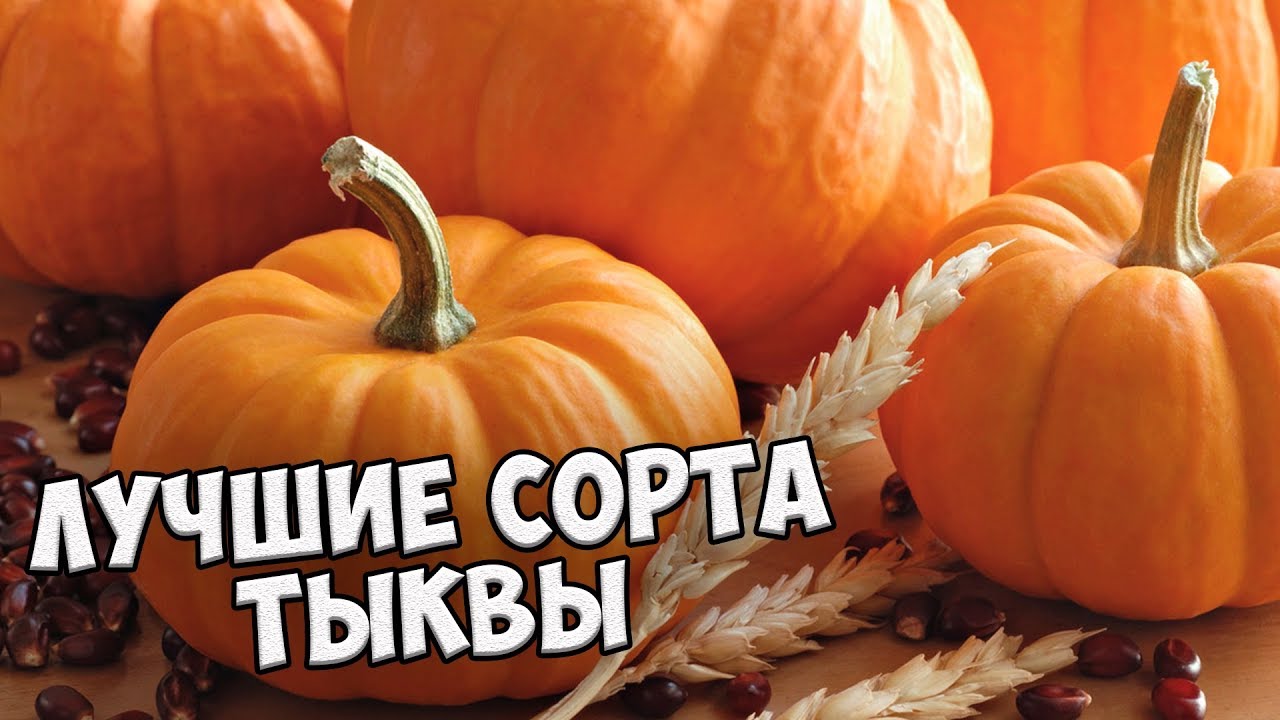 Лучшие сорта тыквы для выращивания в средней полосе 🎃 Обзор семян  hitsadTV