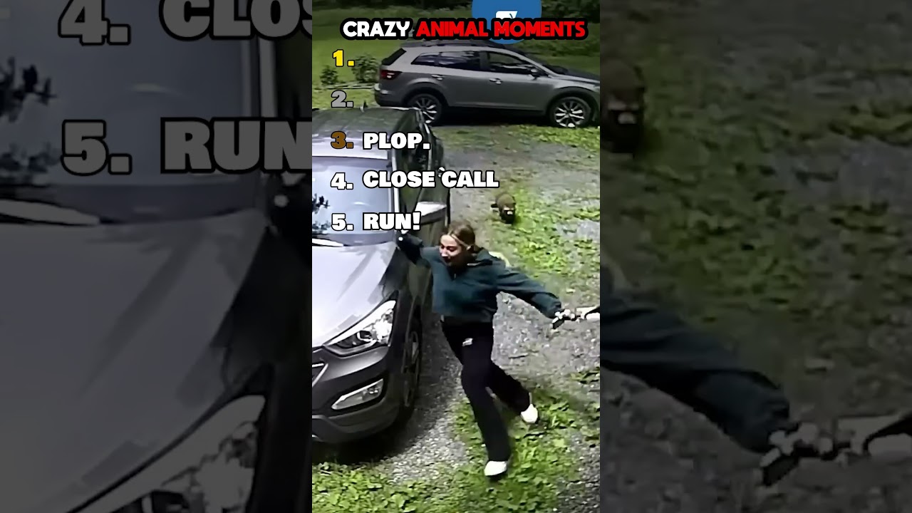 The WILDEST Animal Encounters EVER! | 🔥 #funny #top5 #animalhumor #shorts #fyp #animals #crazymoment
