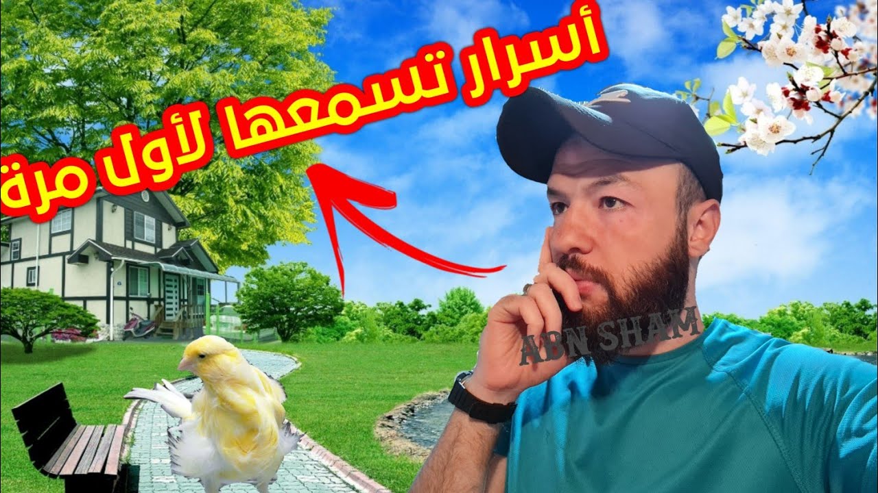 🌷أسرار 🌷يخفيها عنك المحترفين في تربية الكناري  وأصحاب المحلات تسمعها لأول مرة👂