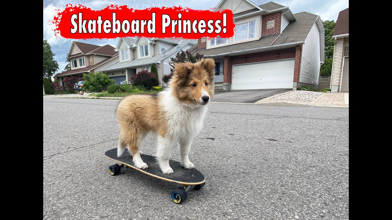 Cutest Skateboarding Puppy EVER!  3.5 months old! 🛹🐕‍🦺 Cricket Chronicles Instagram Collection #2