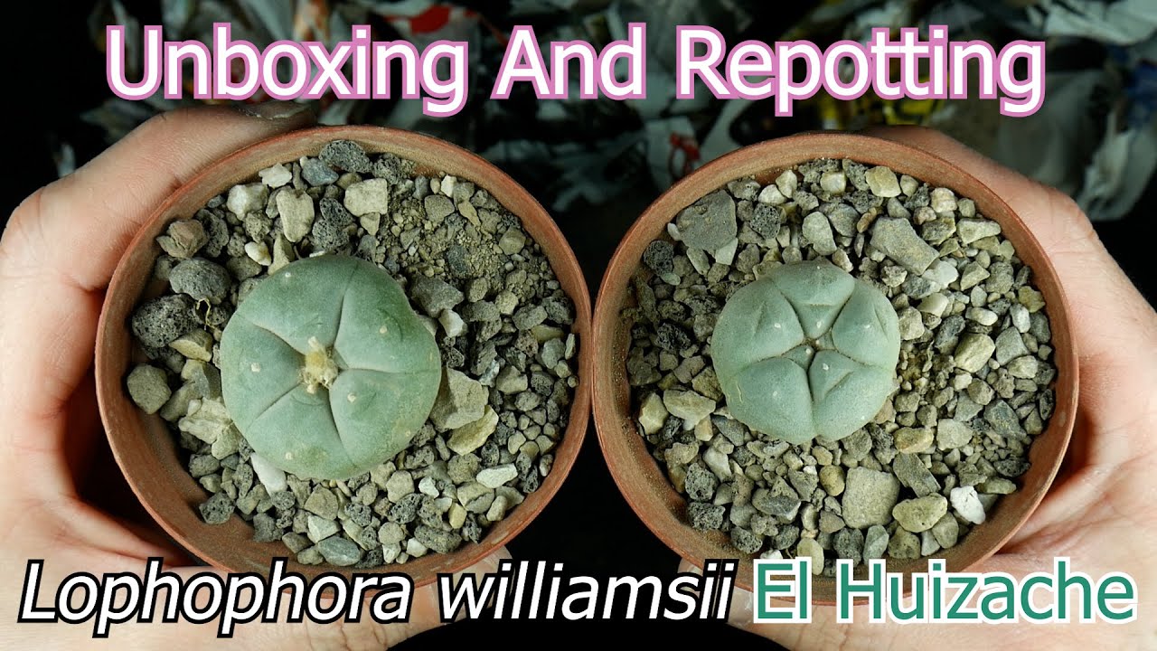 Unboxing And Repotting Lophophora williamsii El Huizache