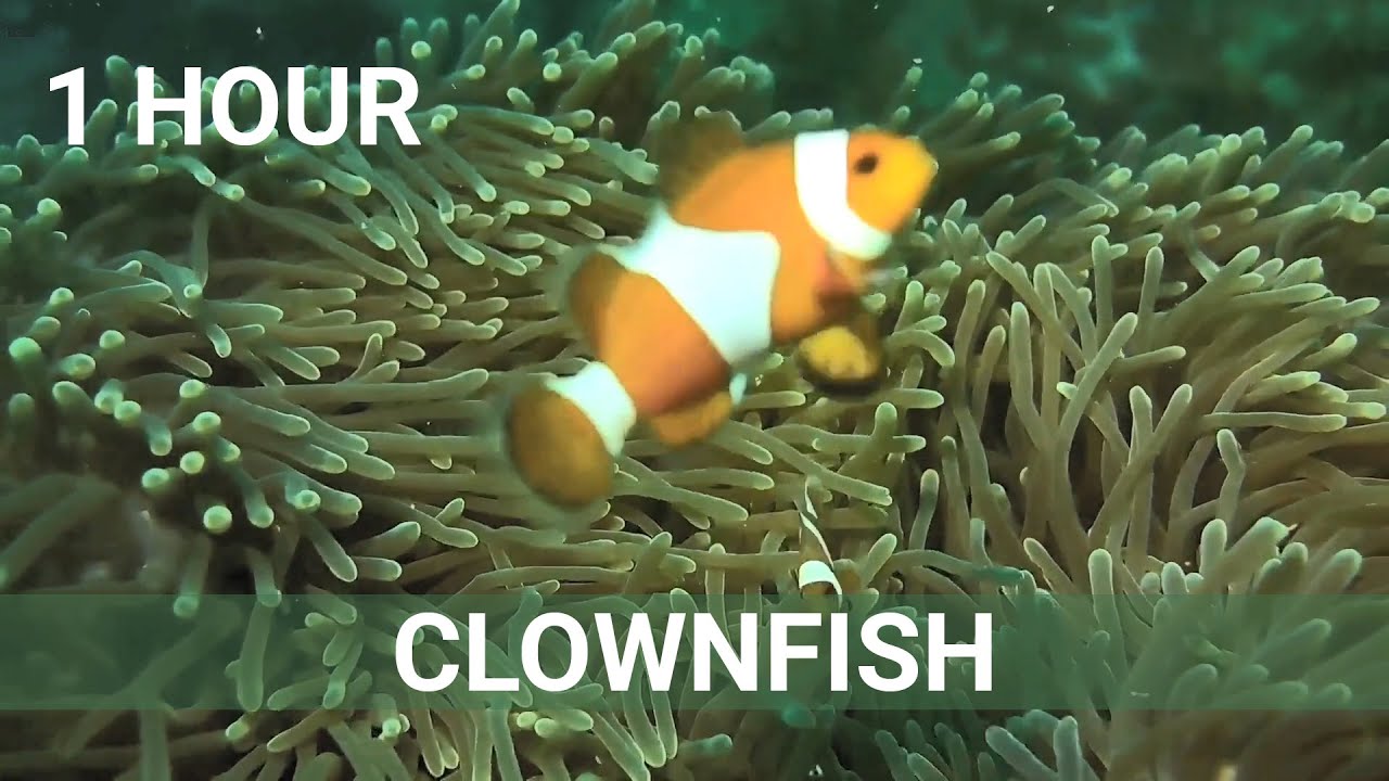 Clownfish & Sea Anemone &bull; 1 HOUR HD SCREENSAVER &bull; Relaxing Water Sounds &bull; Aquarium &bull; Underwater