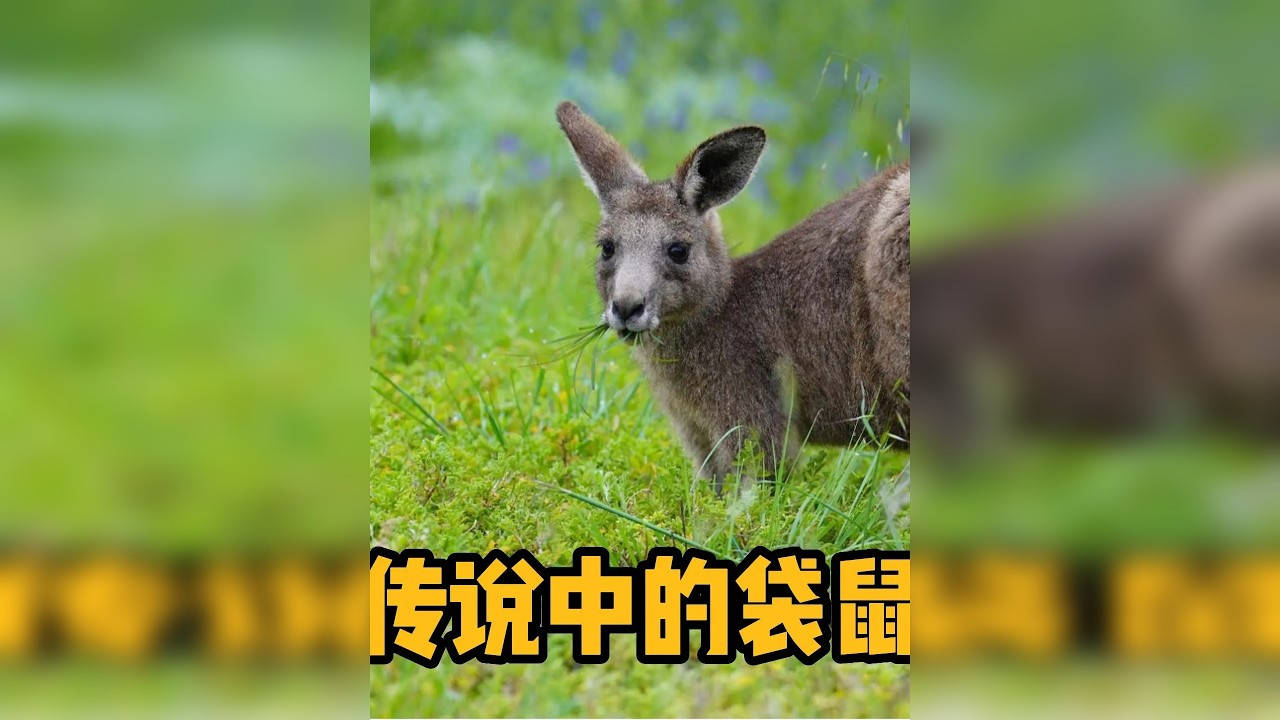 第一次看见了真正的袋鼠