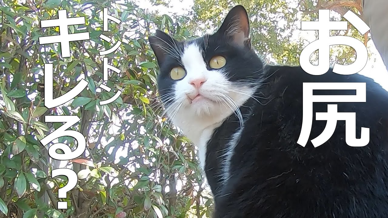 お尻トントンされて喜ぶ猫は20匹中○○！