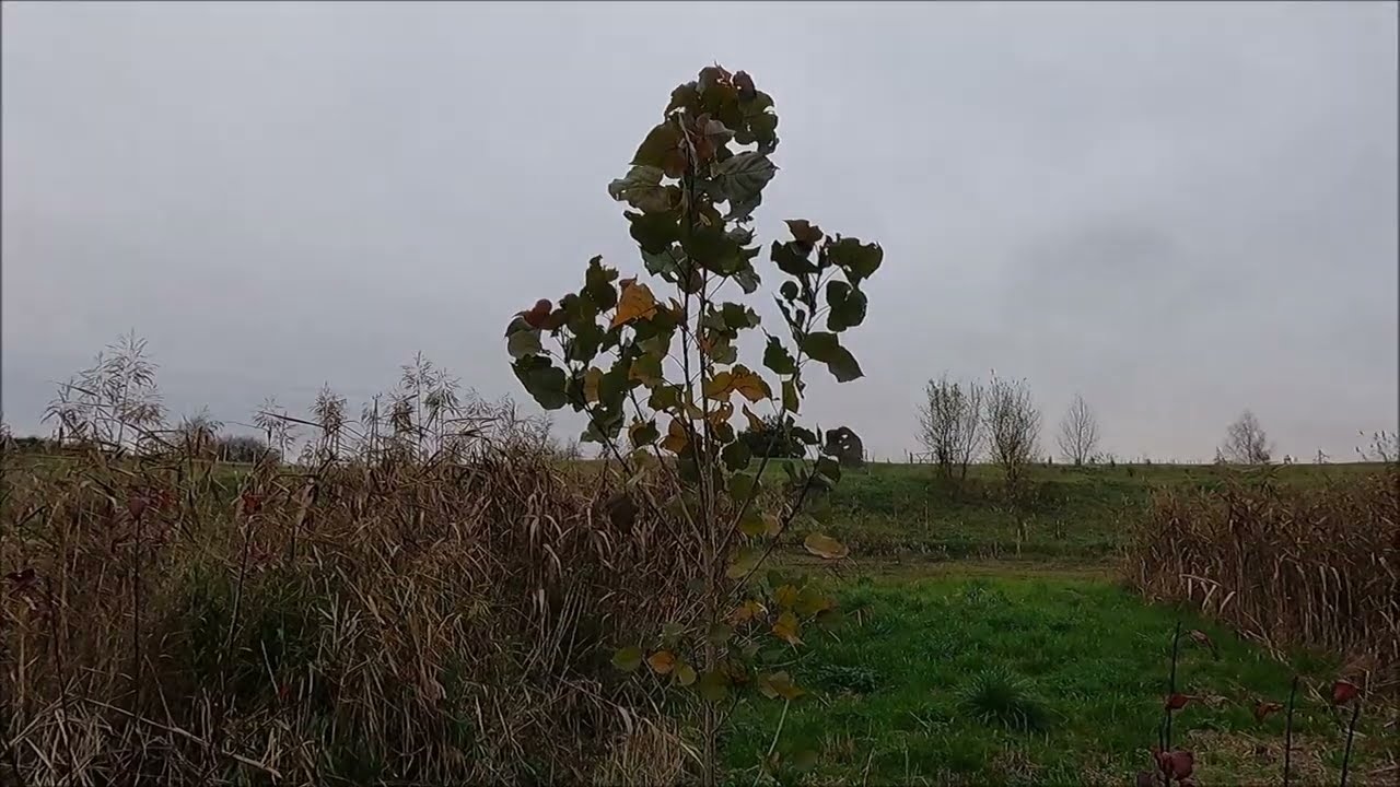 Topola czerwona 'Purple Tower' (Populus deltoides) - 1 rok, 1,5 roku od posadzenia.
