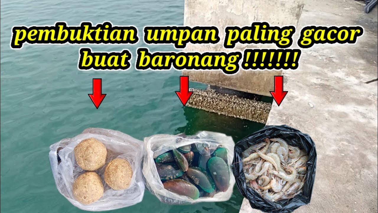 harus tahu umpan paling mujarap buat baronang dan kitang kitang ||RABBITFISH||