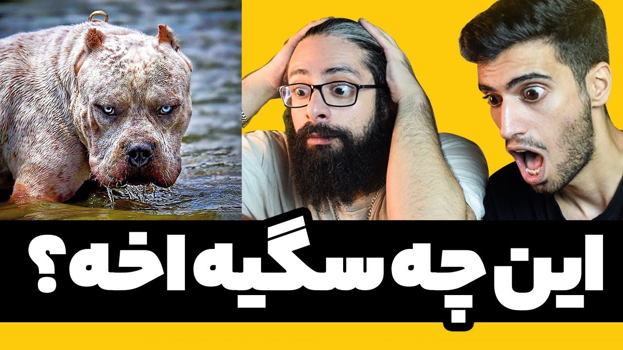 مسابقه حدس نژاد سگ | چه سگ عجیب غریبی بود 😳🐶