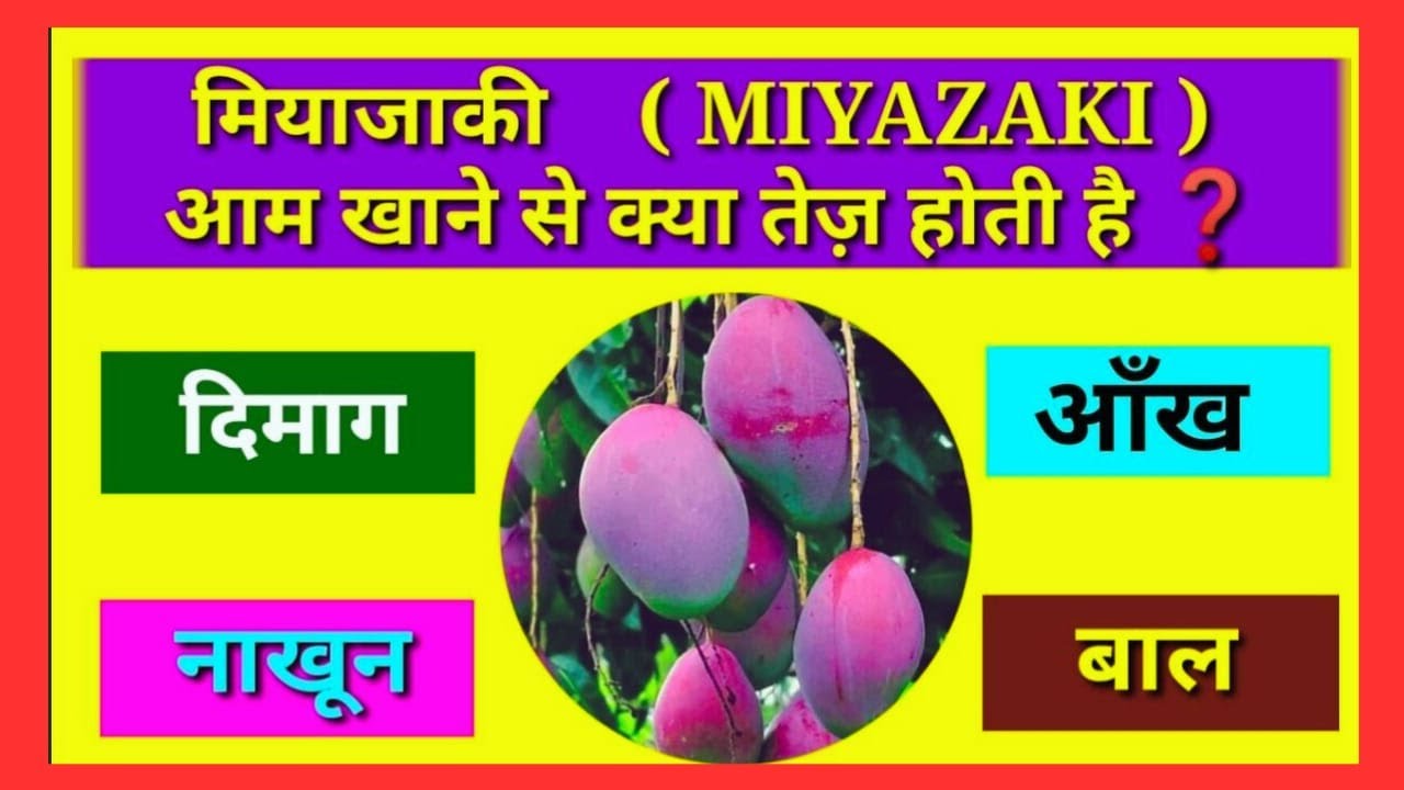 World's Expensive Mango | Most Expensive Mango | Benefits Of Expensive Mango | Rare Expensive Mango