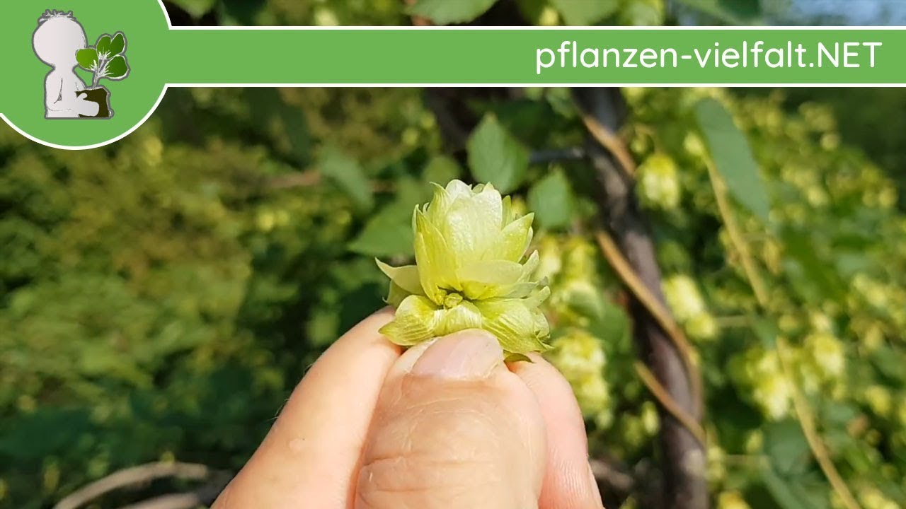 (Wilder) Hopfen - Früchte (Dolden) & Samen - 29.08.18 (Humulus lupulus) - essbare Wildpflanzen