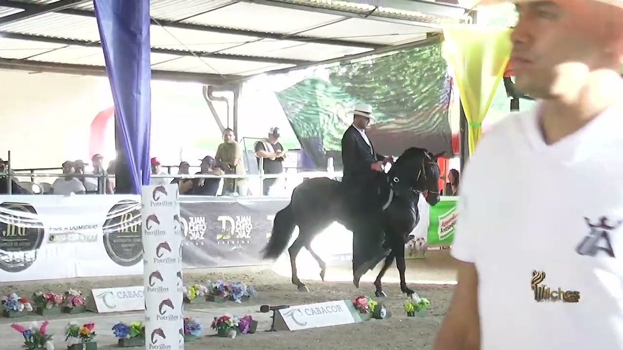 PRIMOR DE DOS AGUAS, GRAN CAMPEÓN TROCHA Y GALOPE  LOS POTRILLOS MONTERÍA GRADO B 2026