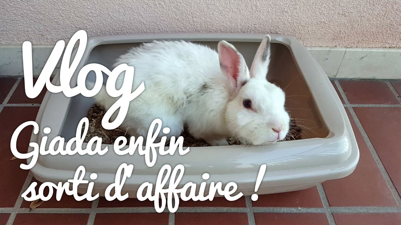 On récupère le lapin de nos voisins dans un piteux état !