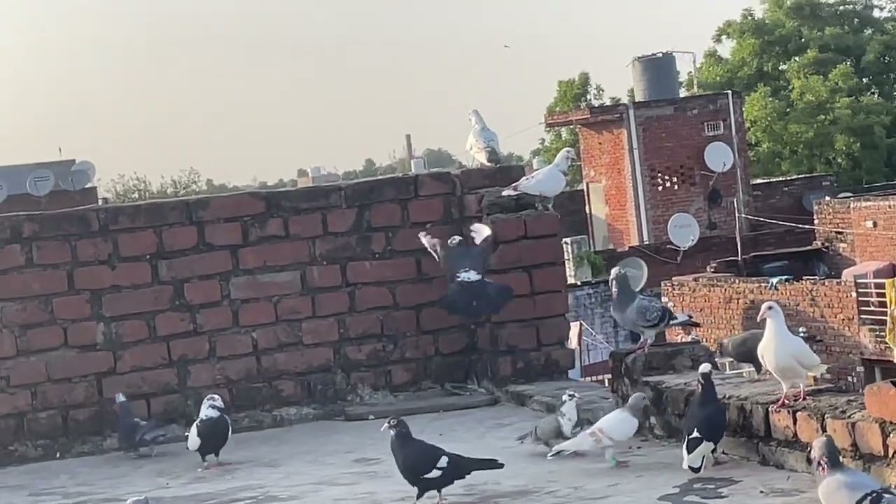 Bhatka hua kabootar akar baitha🔥