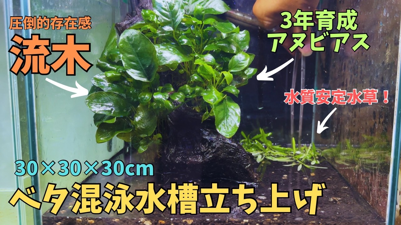 ３０cmキューブ水槽でベタ混泳水槽立ち上げ！！　＃アクアリウム