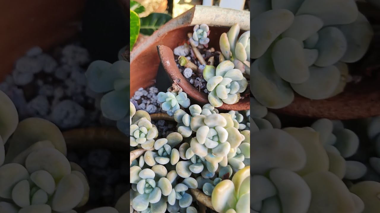 Propagating my Chloe ❤❤ #succulentobsession #gardendesign #succulent #succulentcollector #cns