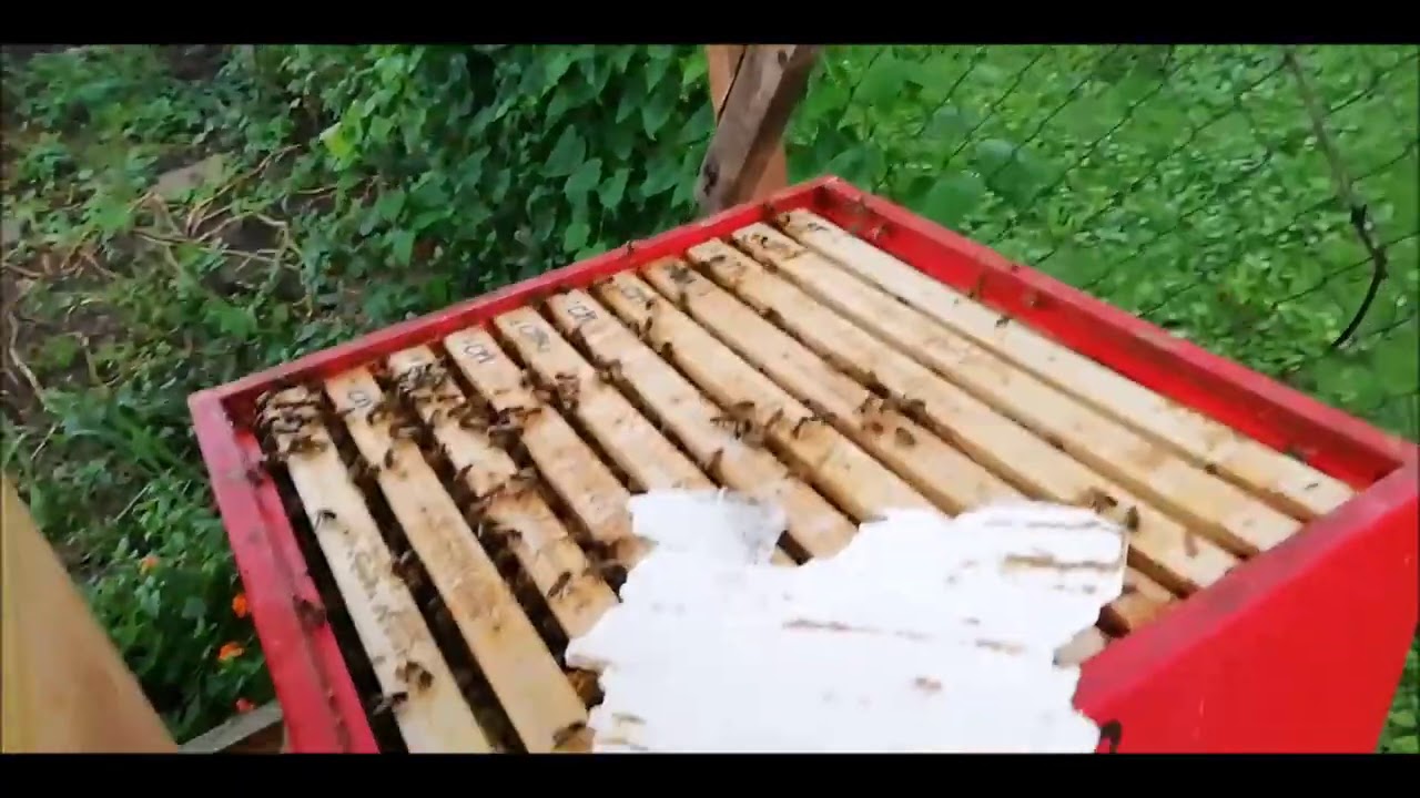 Propolis + Prohlídka včel po léčení KM v Brně - kontrola.