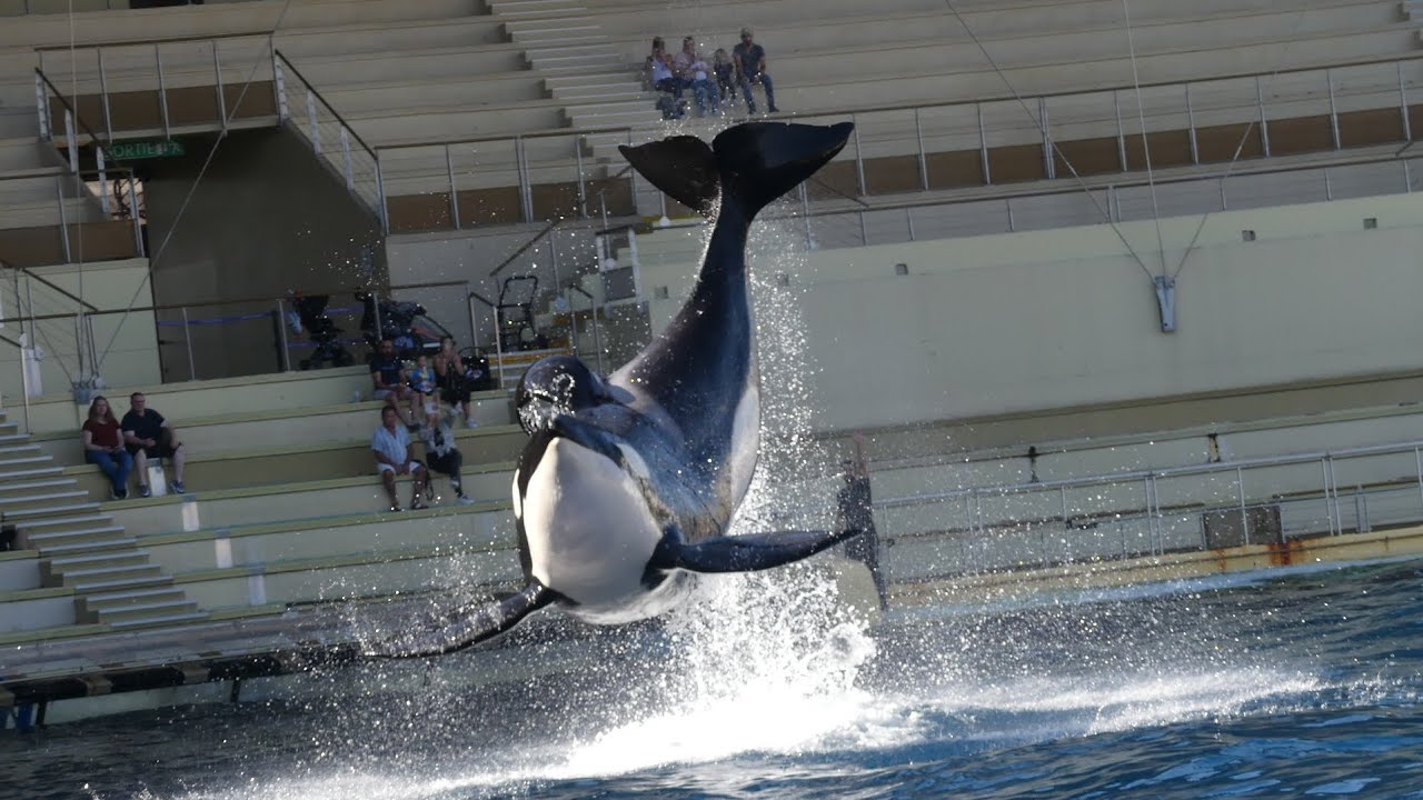 Marineland représentation des orques 7/10/23 vue visite privilège