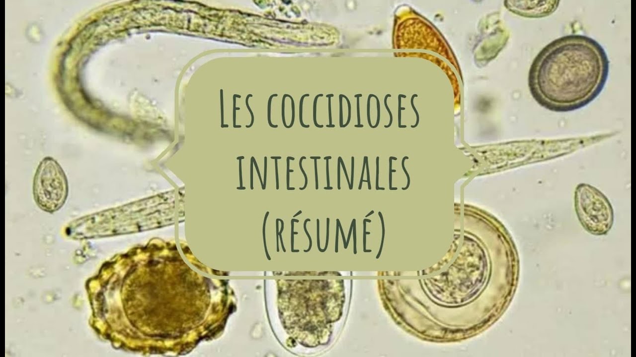 PARASITOLOGIE 🦐 EN RÉSUMÉ (8): coccidioses intestinales