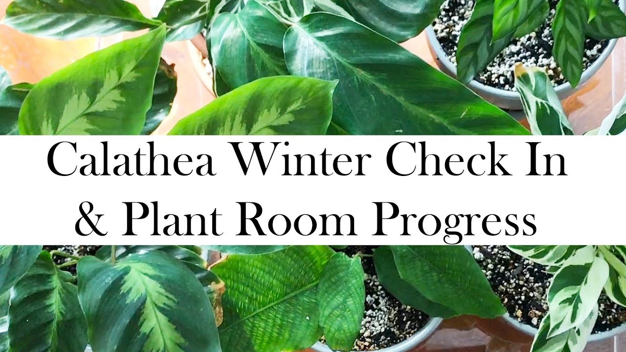 Calathea Winter Check In & Plant Room Tour