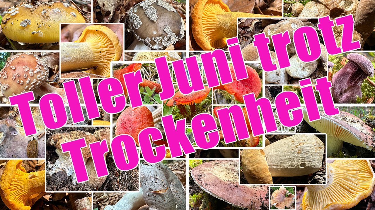 Endlich Artenvielfalt! Steinpilze, Pfifferlinge & Saftlinge | Unsere Pilzwanderungen aus dem Juni