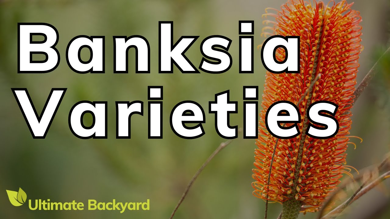 Types of Banksias (Popular Varieties You Can Grow at Home)