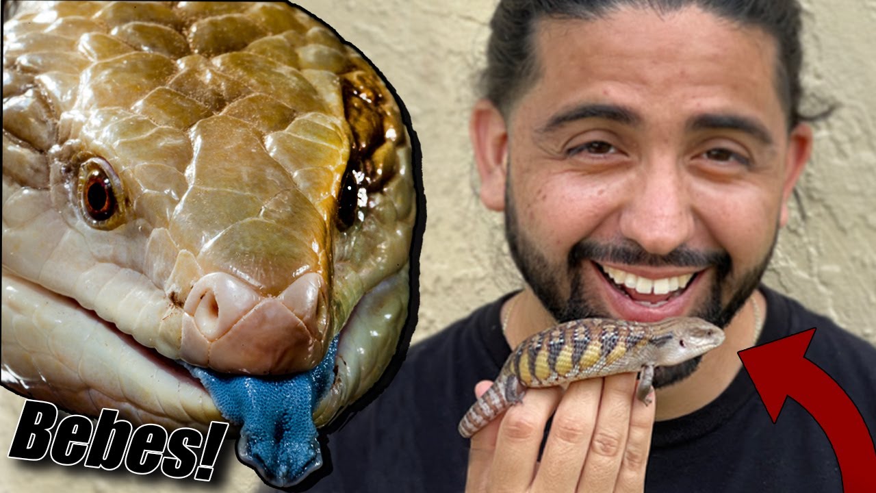 Tu Lagarto Lengua Azul Dio Luz? Cuidado de Bebes!