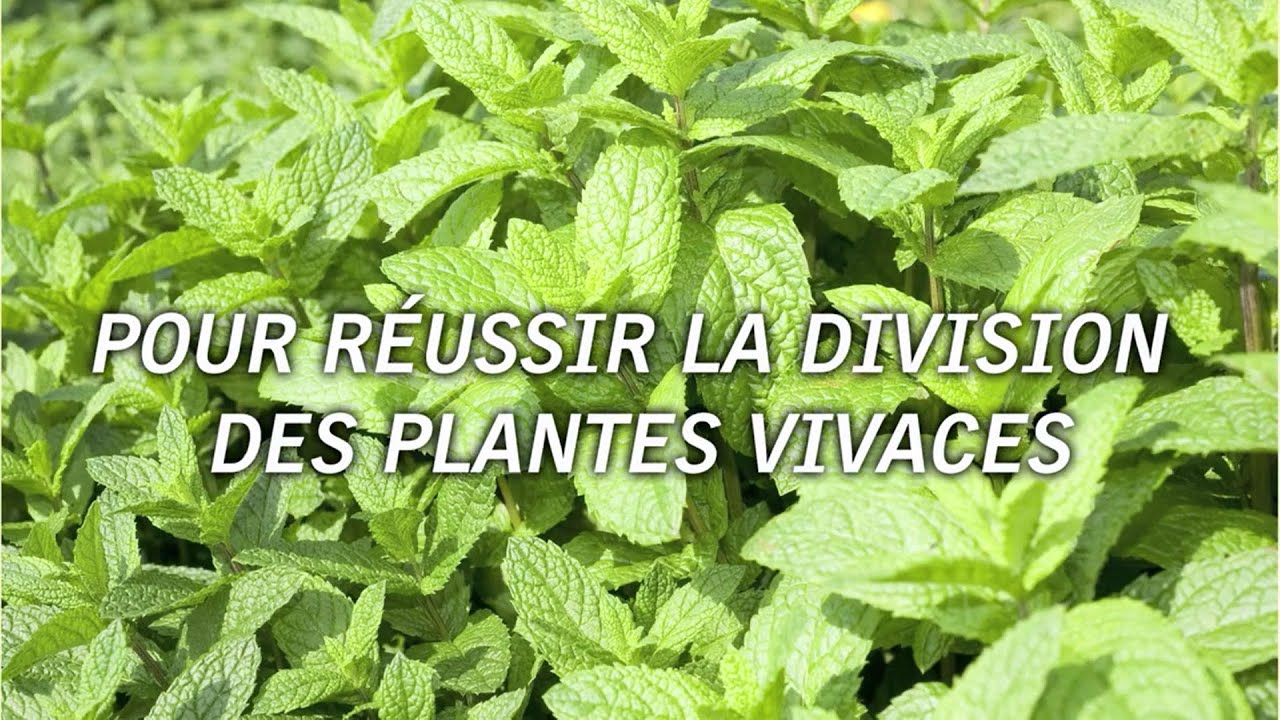 5 astuces pour r&eacute;ussir la division des plantes vivaces