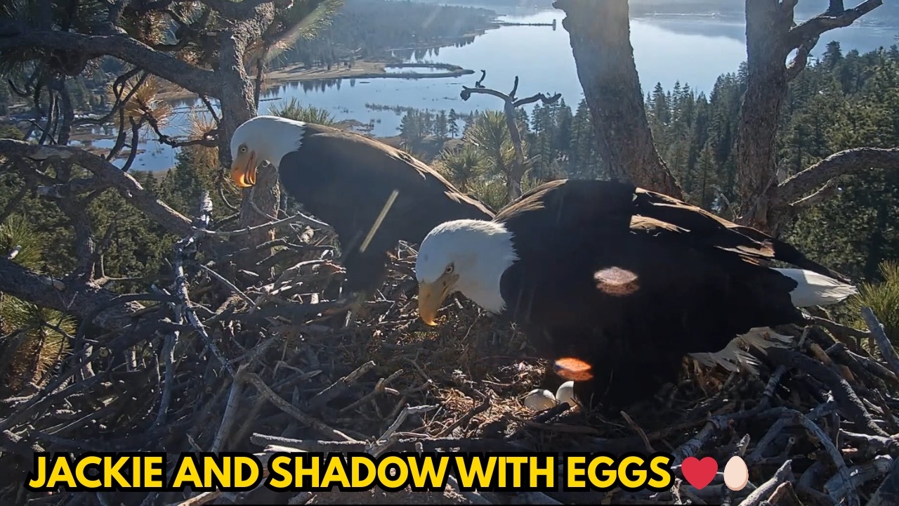 Jackie and Shadow Guard Their Precious Eggs ❤️🥚 | A Powerful Eagle Moment