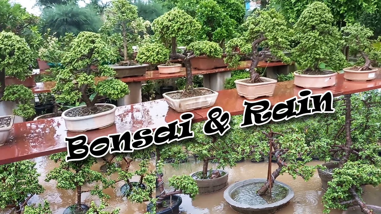 Bonsai Garden During Rainy Season | Bonsai Growing And Care Tips