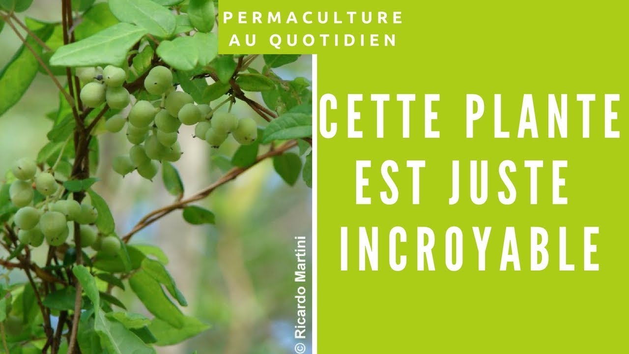 Ces 6 plantes sont-elles intelligentes ?