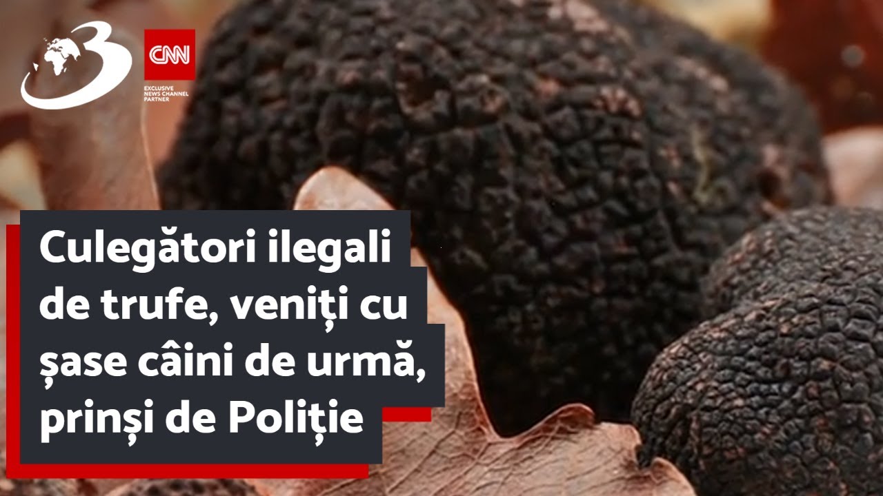 Culegători ilegali de trufe, veniți cu șase câini de urmă, prinși de Poliție