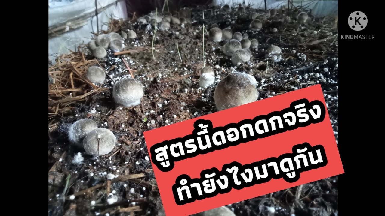 เพาะเห็ดฟางจากฟางข้าวและดินปลูกต้นไม้