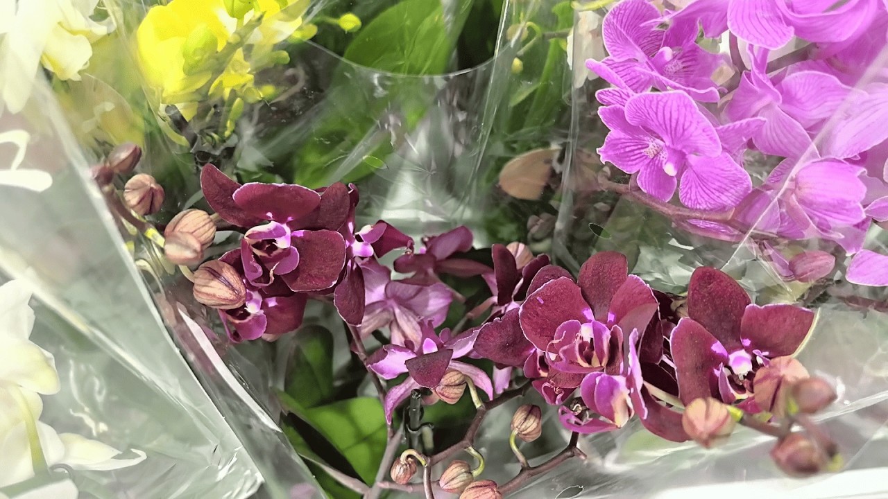 Орхидеи к празднику в Садовом центре. Новое поступление. #orchid #plants #цветы #flowers