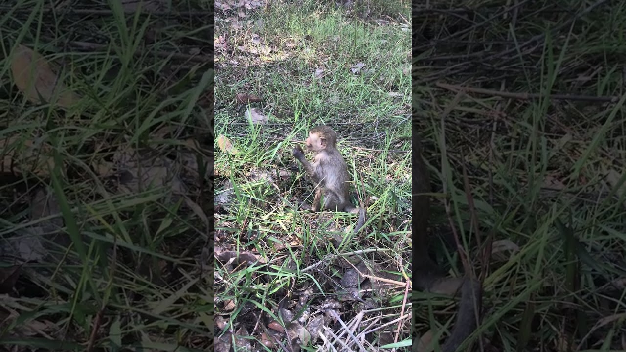 Monkey Daily Show