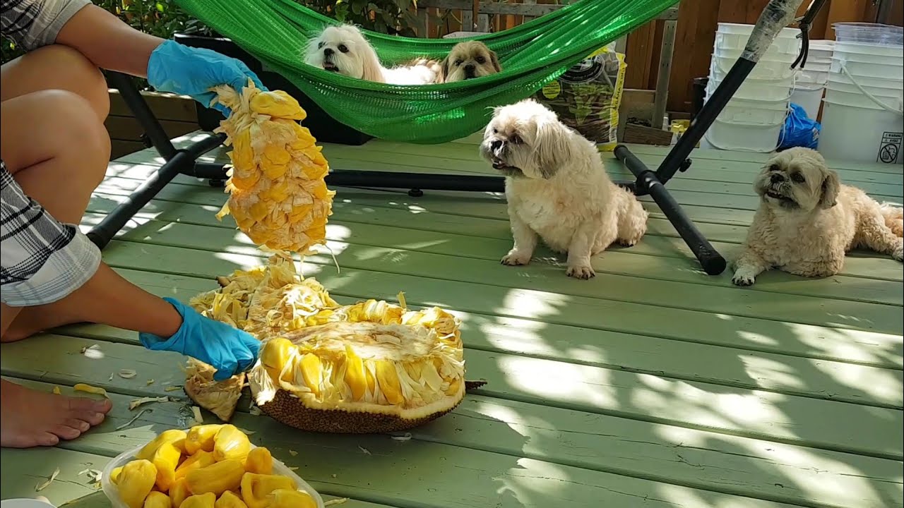 Gia đình bốn bé tuyệt vời dể thương bổ mít ăn||Family of four wonderful babies eating jackfruit.