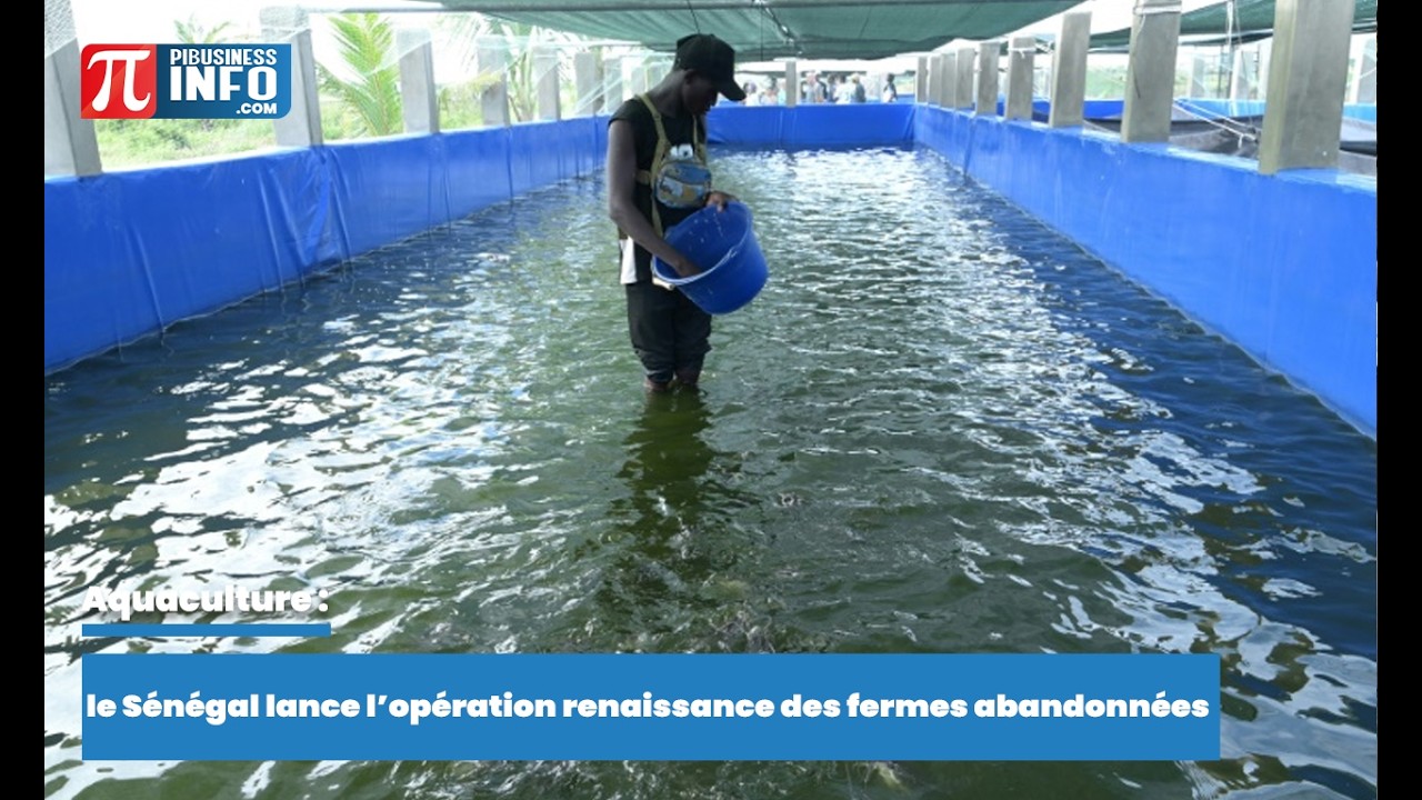 Aquaculture   le Sénégal lance l’opération renaissance des fermes abandonnées