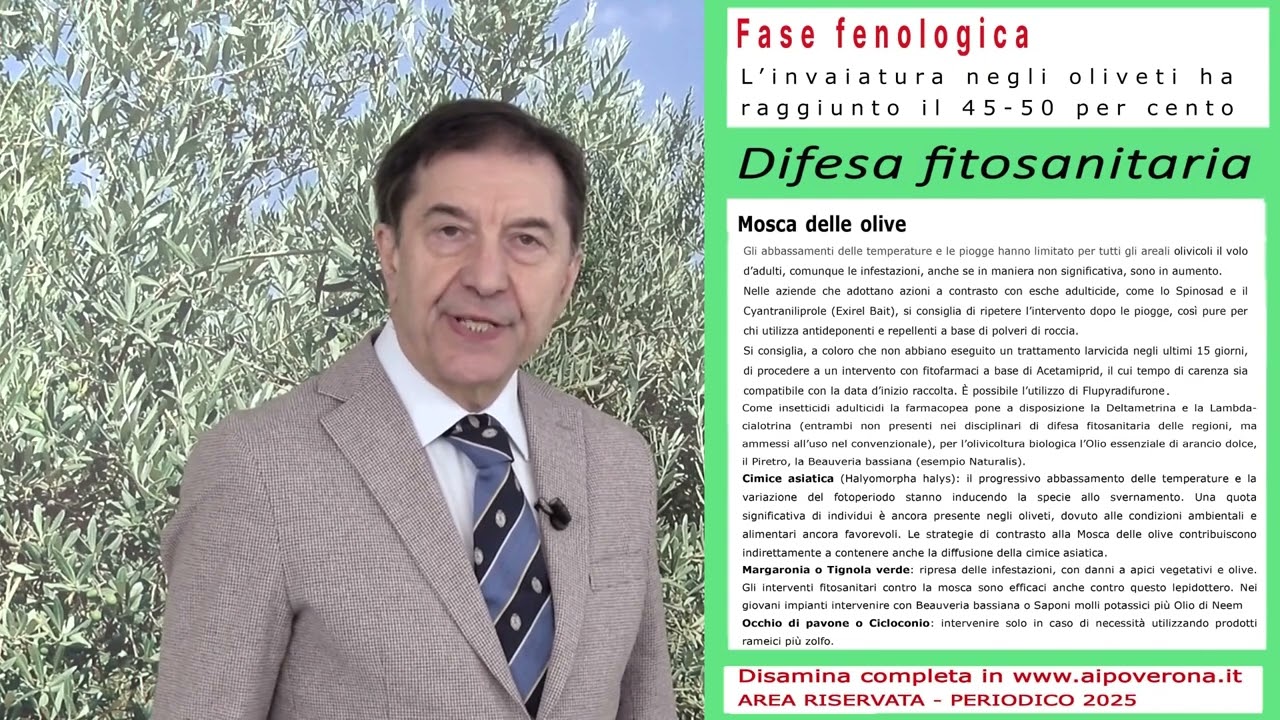 Olivo, residui da fitofarmaci