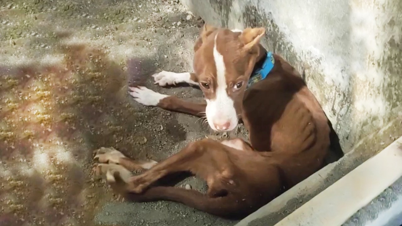 Abandoned Pitbull Too Weak to Stand Makes an Unbelievable Recovery