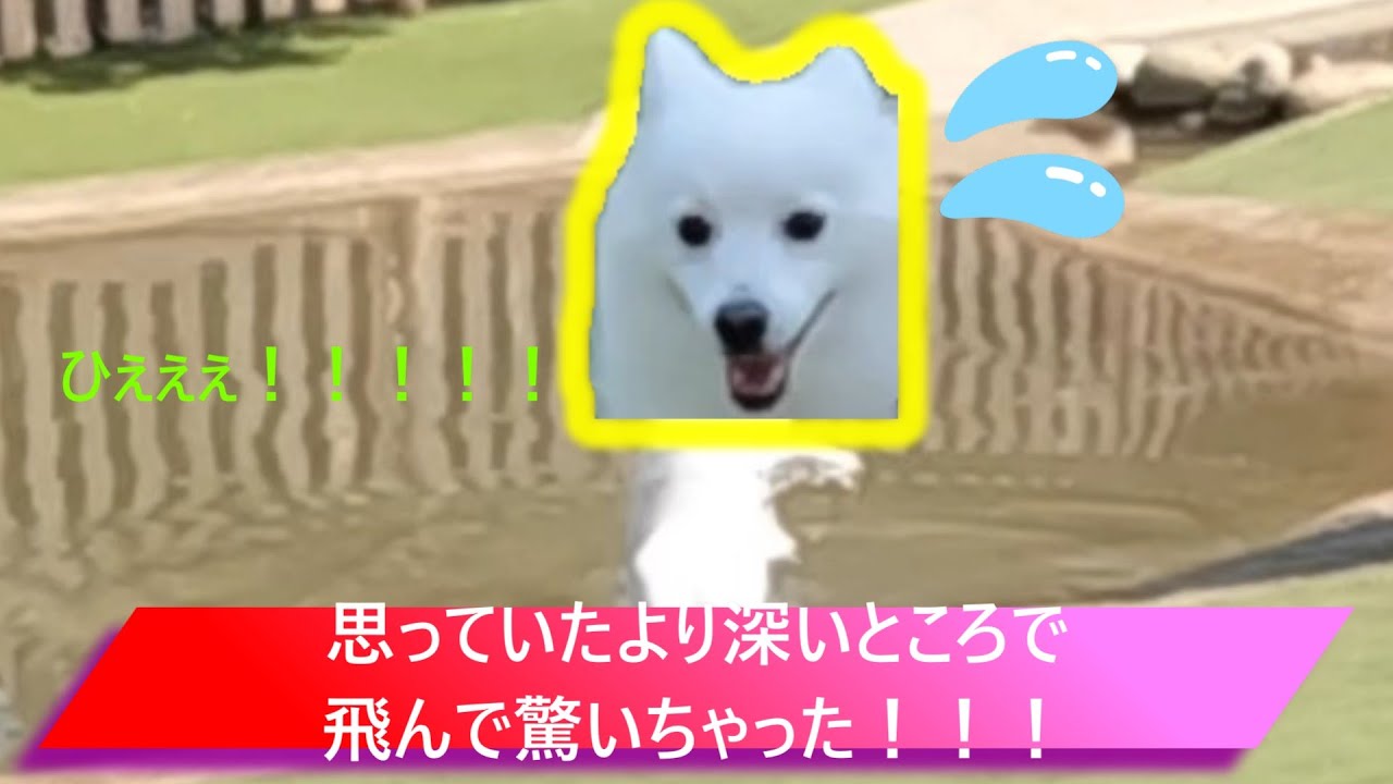 【日本スピッツ】GWにお出かけしたよ！ドギーズアイランド編#2
