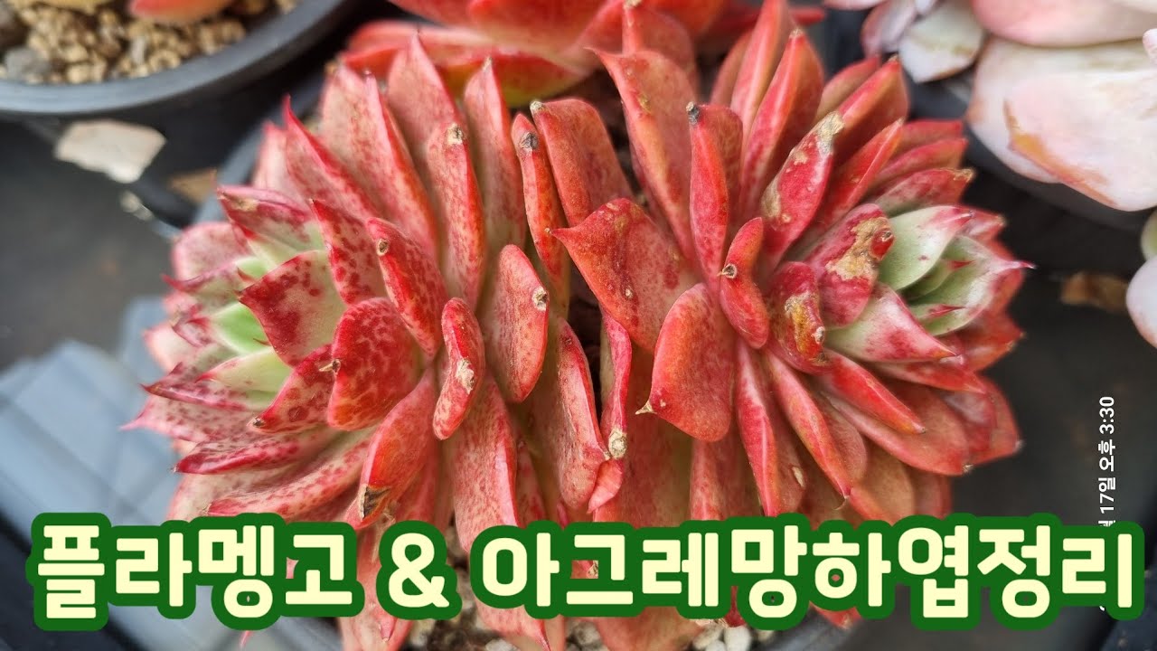 플라맹고 & 아그레망 하엽정리, 핑크샴페인 잿빛곰팡이병 케어해주기 ~