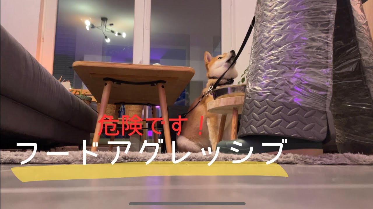 【危険！】本気で噛む柴犬 フードアグレッシブ 飼い主ブチギレてひっくり返しました。