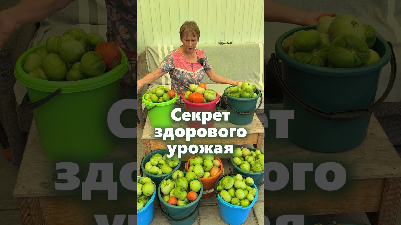 Если хотите большой и здоровый урожай #мульчирование #огород