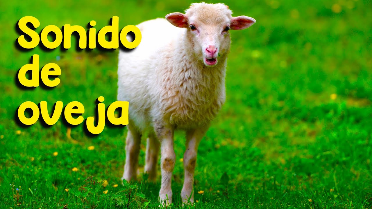 Sonido de oveja. Sonidos de ovejas en la granja.