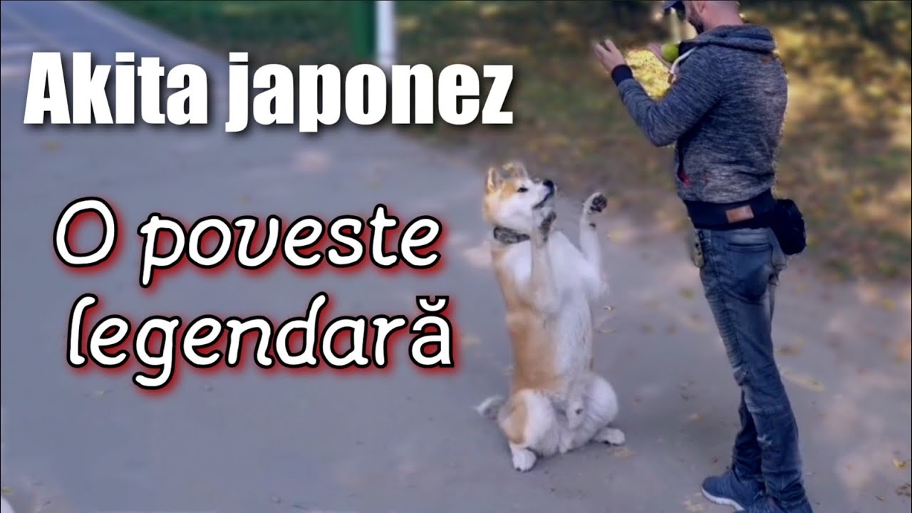 Akita japonez. Câini și copii