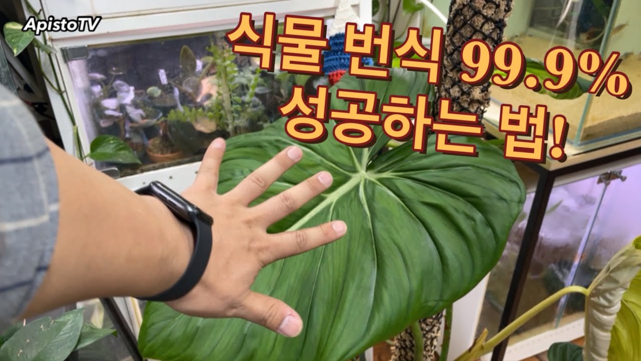 식물 번식(삽목) 99.9% 성공하는 저만의 꿀팁 공개합니다(삽목/삽수/번식/필로덴드론 글로리오섬)