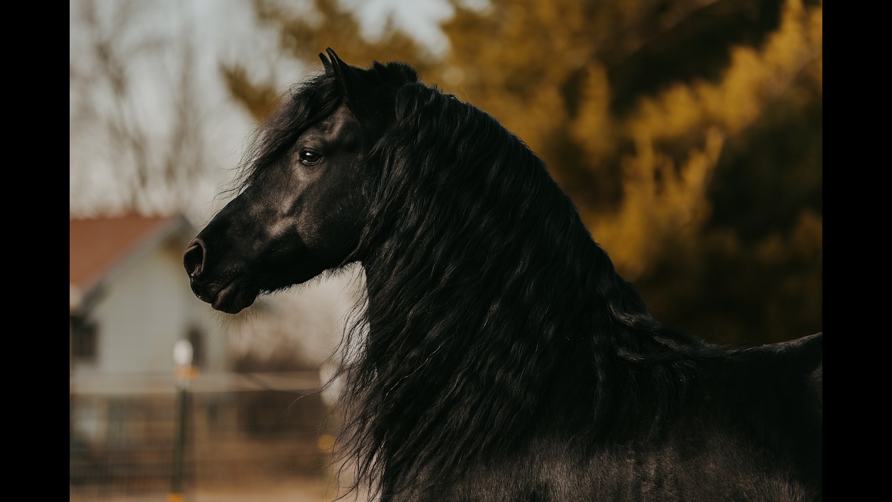 TJERK FAN BONNIE VIEW - 2014 Friesian Stallion