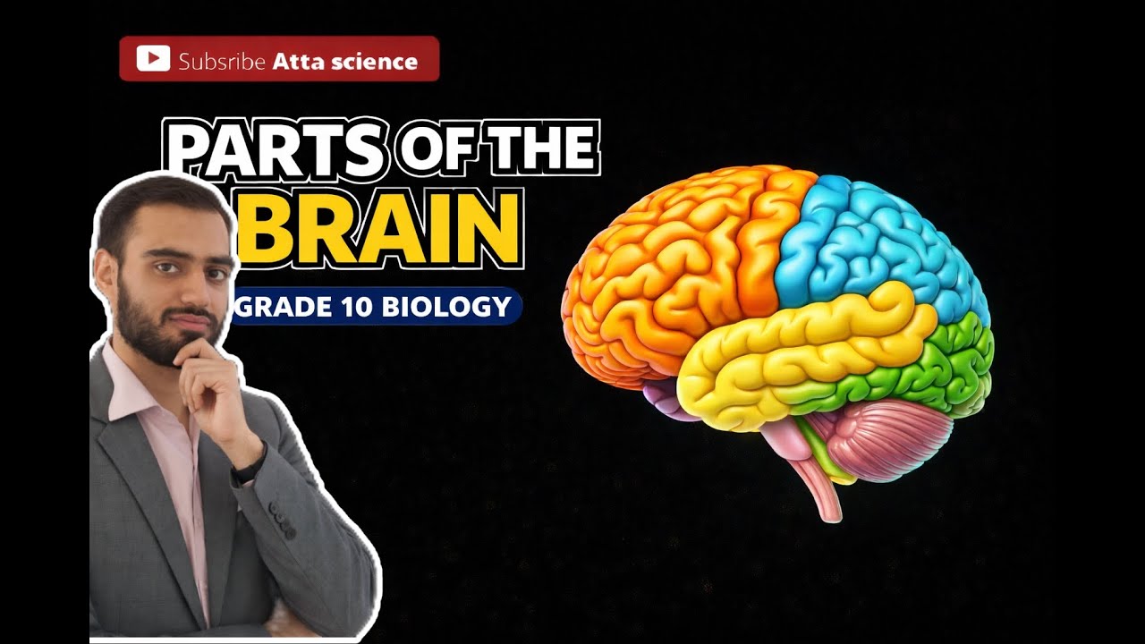 Grade 10 Biology|  |Brain Structure & Its Parts 🧠 | Forebrain, Midbrain, Hindbrain Explained